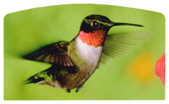DACRO-027 Humming Bird 1